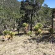 WhatsApp Image 2026-03-11 at 12.22.42 PM